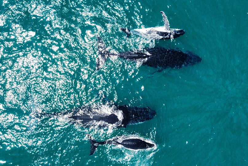 Broadbeach whales migrating off coastline