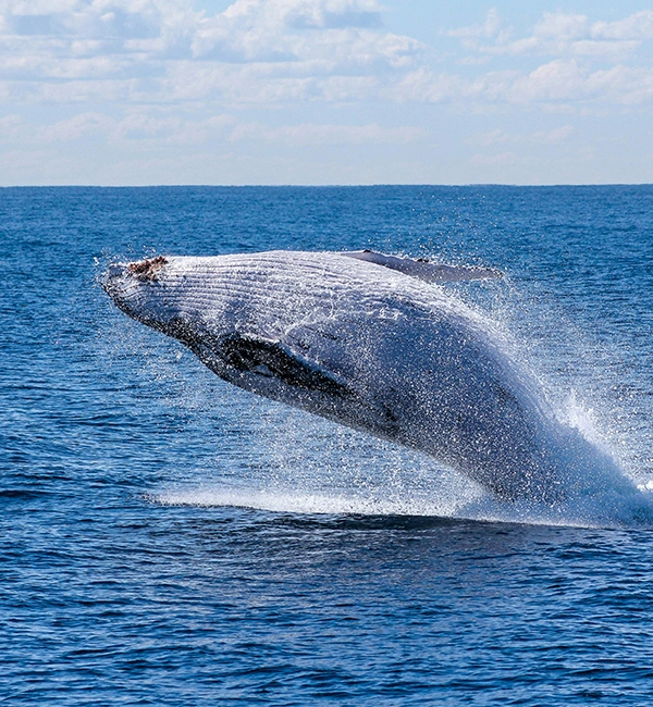 Broadbeach gold coast whale watching